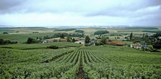 Vino, la Champagne presenta il Rapporto sulla responsabilità sociale della filiera