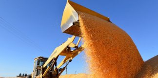 Cina, boom nella produzione di cereali nel 2025