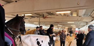 Grande partecipazione a Bovimac: successo per convegni, workshop e tradizioni