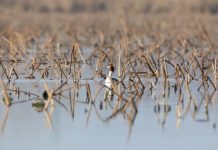 Parco del Mincio, escursioni gratuite per la Giornata mondiale delle Zone Umide