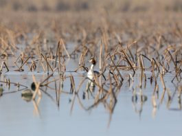 Parco del Mincio, escursioni gratuite per la Giornata mondiale delle Zone Umide