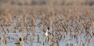 Parco del Mincio, escursioni gratuite per la Giornata mondiale delle Zone Umide