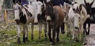 Salvi gli asinelli di Suzzara: l’Enpa li strappa al macello trovando loro nuove famiglie