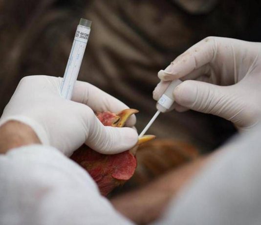 Aviaria si diffonde in Ue, 60 focolai in 3 settimane. Ciccozzi: “Colpa degli allevamenti intensivi”