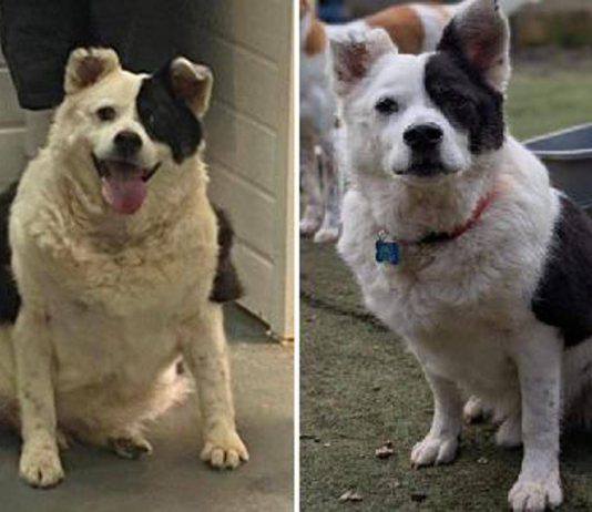 Chili dimezzati in sei mesi, Patch: il cane che ha sconfitto l’obesità