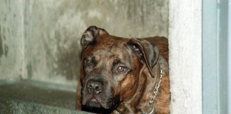 Salerno, bimbo di 13 mesi azzannato dal pitbull in casa