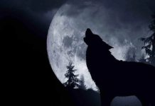 Luna del Lupo 2026, stasera lo spettacolo con il raro bacio a Giove