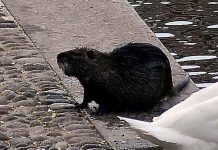 “Sì allo spezzatino con carne di nutria”, la mozione del consigliere veneto