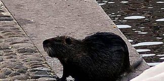 “Sì allo spezzatino con carne di nutria”, la mozione del consigliere veneto