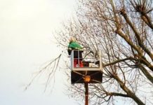 Suzzara, divieto di sosta in Piazza Castello il 26 gennaio per lavori di potatura