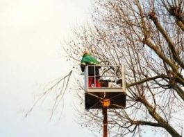 Suzzara, divieto di sosta in Piazza Castello il 26 gennaio per lavori di potatura