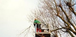 Suzzara, divieto di sosta in Piazza Castello il 26 gennaio per lavori di potatura