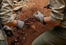 L’antenato dell’uomo camminava 7 milioni di anni fa, la scoperta che sposta i primi passi