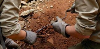 L’antenato dell’uomo camminava 7 milioni di anni fa, la scoperta che sposta i primi passi