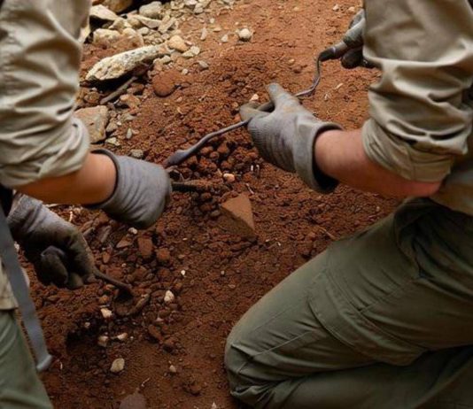 L’antenato dell’uomo camminava 7 milioni di anni fa, la scoperta che sposta i primi passi