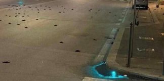 Capodanno, strage di uccelli a Roma ma la foto sui social è un fake