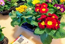 Curtatone, primule solidali del Cav per sostenere mamme e bambini in difficoltà