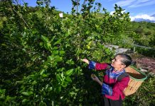 In Cina si riduce il divario di reddito fra aree urbane e rurali