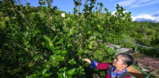 In Cina si riduce il divario di reddito fra aree urbane e rurali