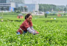 Cina, obiettivo industria del tè da 1.500 mld di yuan entro il 2030