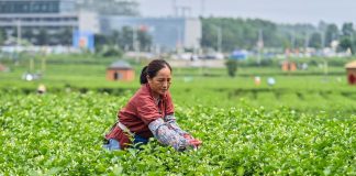 Cina, obiettivo industria del tè da 1.500 mld di yuan entro il 2030