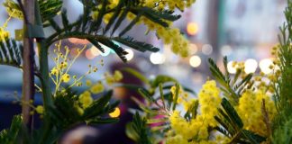 8 marzo, su Tivusat una maratona di musica al femminile da tutto il mondo