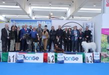 Un levriero irlandese vince il primo Best in Show alla Fiera Millenaria di Gonzaga