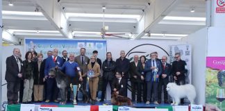 Un levriero irlandese vince il primo Best in Show alla Fiera Millenaria di Gonzaga