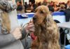 Gonzaga, alla Fiera Millenaria torna l’Expo Canina: tre giorni di eventi e raduni