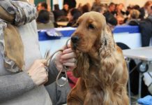 Gonzaga, alla Fiera Millenaria torna l’Expo Canina: tre giorni di eventi e raduni
