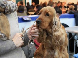 Gonzaga, alla Fiera Millenaria torna l’Expo Canina: tre giorni di eventi e raduni