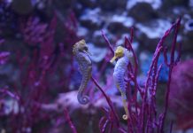 San Valentino, a Gardaland l’amore è “sott’acqua”: viaggio nelle relazioni del mondo marino