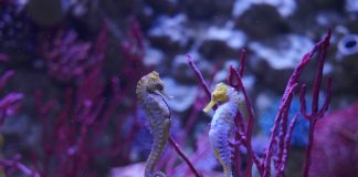 San Valentino, a Gardaland l’amore è “sott’acqua”: viaggio nelle relazioni del mondo marino