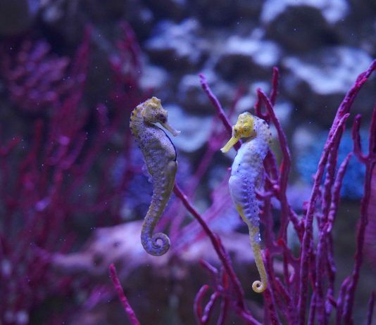 San Valentino, a Gardaland l’amore è “sott’acqua”: viaggio nelle relazioni del mondo marino