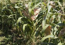 Il Mais di Suzzara a rischio estinzione: inserito tra colture tutelate dallo Stato