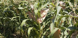 Il Mais di Suzzara a rischio estinzione: inserito tra colture tutelate dallo Stato