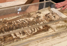 San Francesco, ad Assisi attesi 500mila pellegrini per l’ostensione delle reliquie