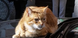 Rovigo piange “Rossini”, il gatto simbolo della città investito oggi da un’auto