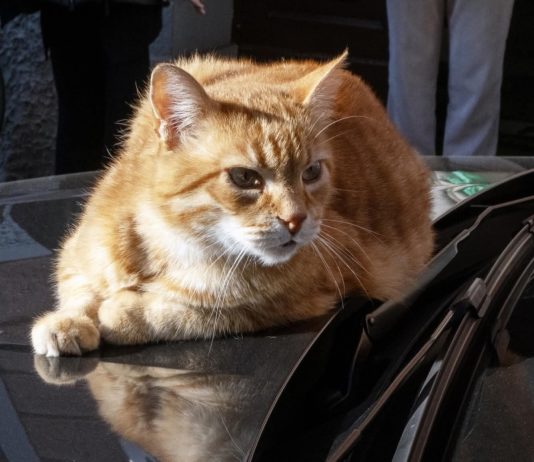 Rovigo piange “Rossini”, il gatto simbolo della città investito oggi da un’auto