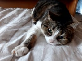 Oggi è la Festa del gatto: da semplice pet a membro di famiglia