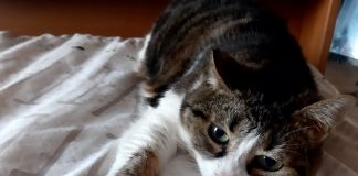 Oggi è la Festa del gatto: da semplice pet a membro di famiglia
