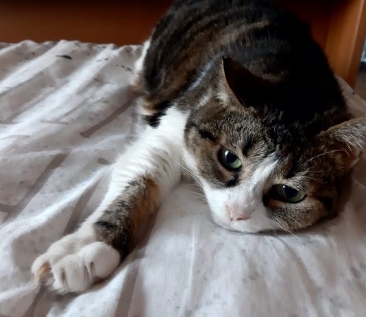 Oggi è la Festa del gatto: da semplice pet a membro di famiglia