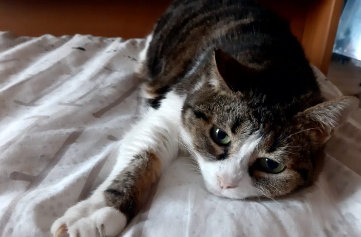 Oggi è la Festa del gatto: da semplice pet a membro di famiglia