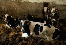 Ecdc-Efsa, ‘superbatteri di origine alimentare problema di salute pubblica’