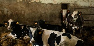 Ecdc-Efsa, ‘superbatteri di origine alimentare problema di salute pubblica’