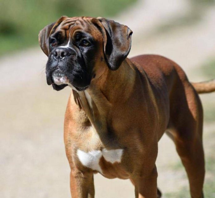 boxer_cane_fi