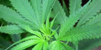Cannabis, cannabidiolo nuovo alimento: ecco limite provvisorio per assunzione sicura