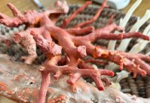 Ambiente, il corallo come ponte tra Italia e Tunisia: a Torre del Greco workshop su filiera