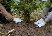 Giardinaggio e potature, a Mantova un corso gratuito da 121 ore per disoccupati