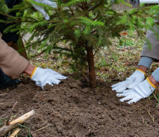 Giardinaggio e potature, a Mantova un corso gratuito da 121 ore per disoccupati